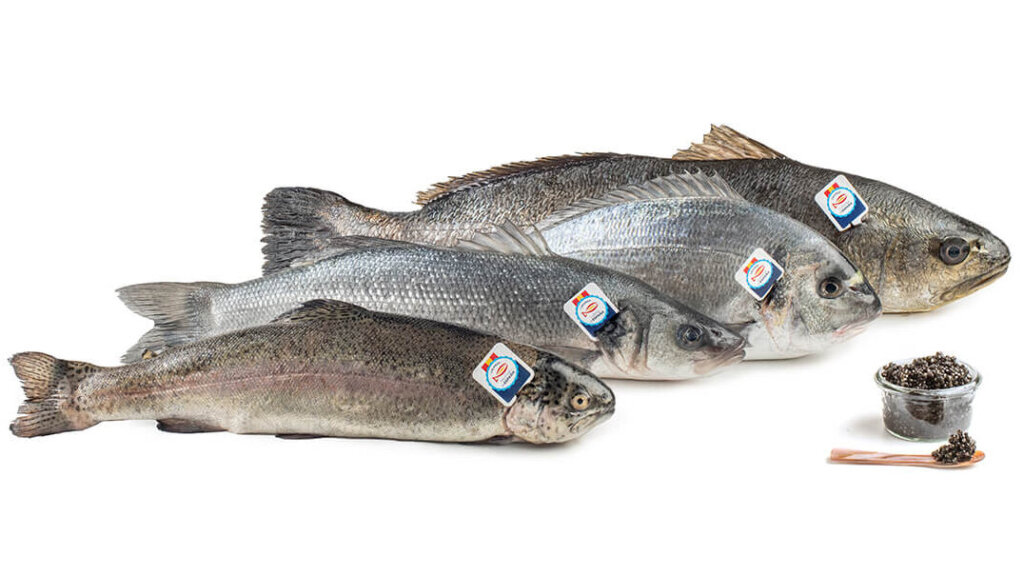 Crianza Mares y Ríos de España. Dorada, Lubina, Corvina, Trucha y Caviar