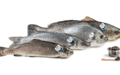 30 de noviembre: Día de la Acuicultura