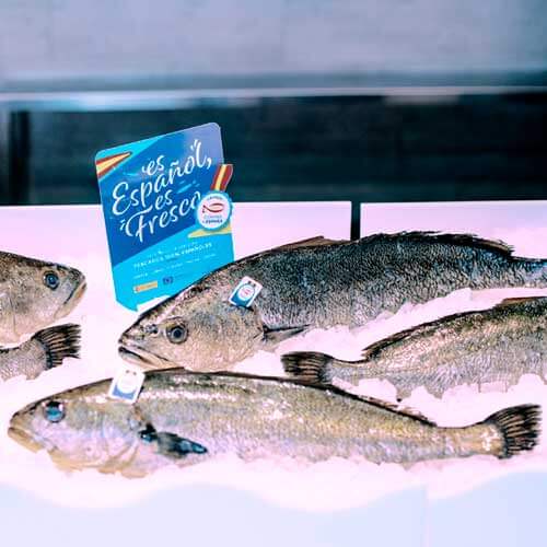 Corvina de España