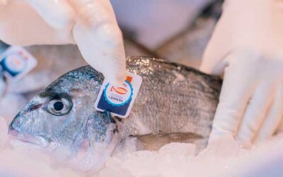 La única dorada de origen español certificado: Crianza de Mares y Ríos de España